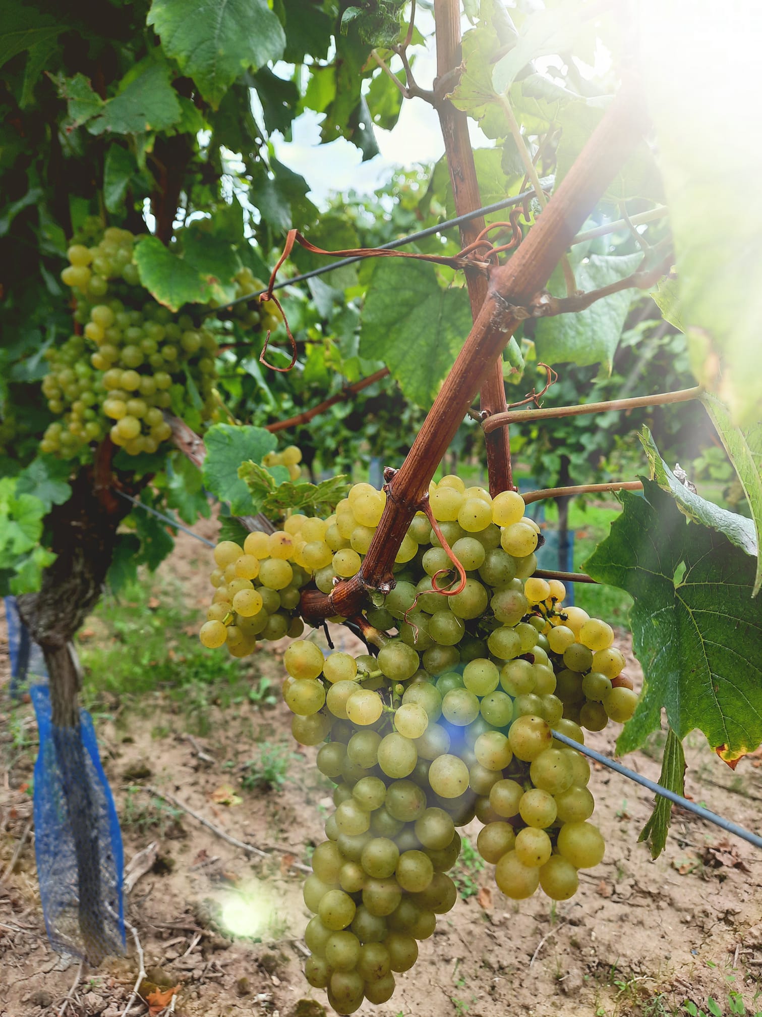 Weingut Walter - Wintersheim / Rheinhessen Weingut Walter - Wintersheim / Rheinhessen