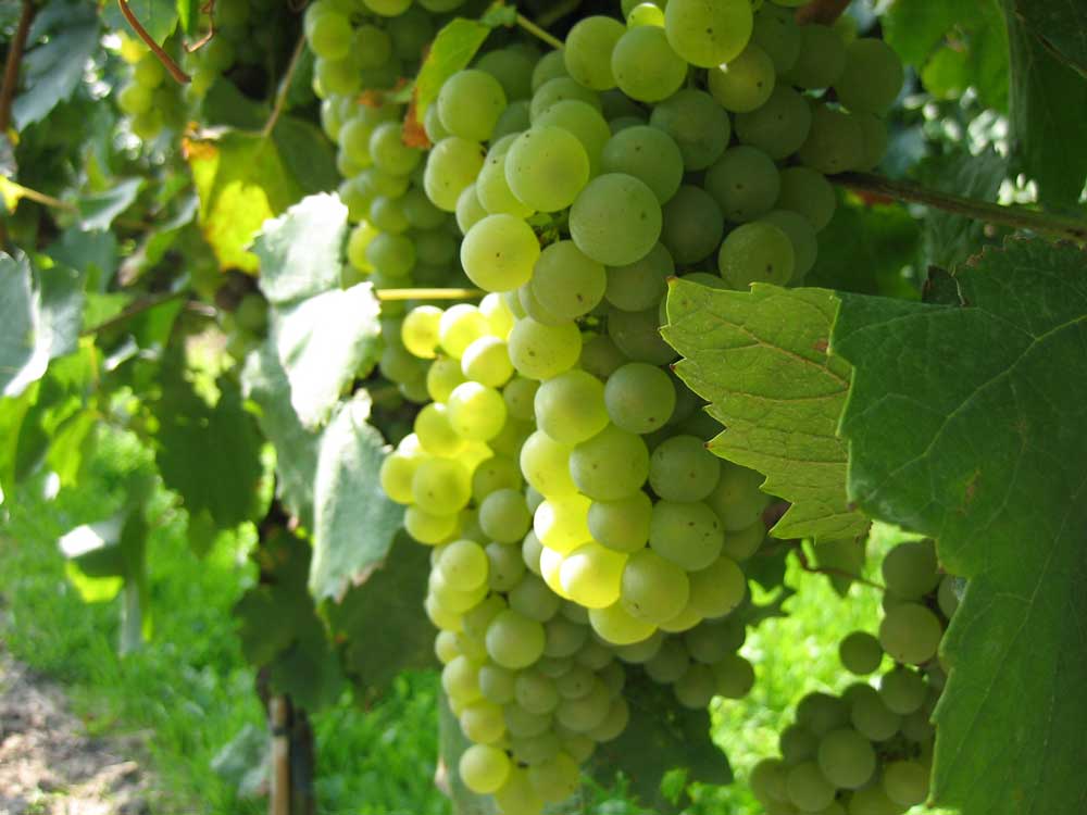 Weingut Walter - Wintersheim / Rheinhessen Weingut Walter - Wintersheim / Rheinhessen