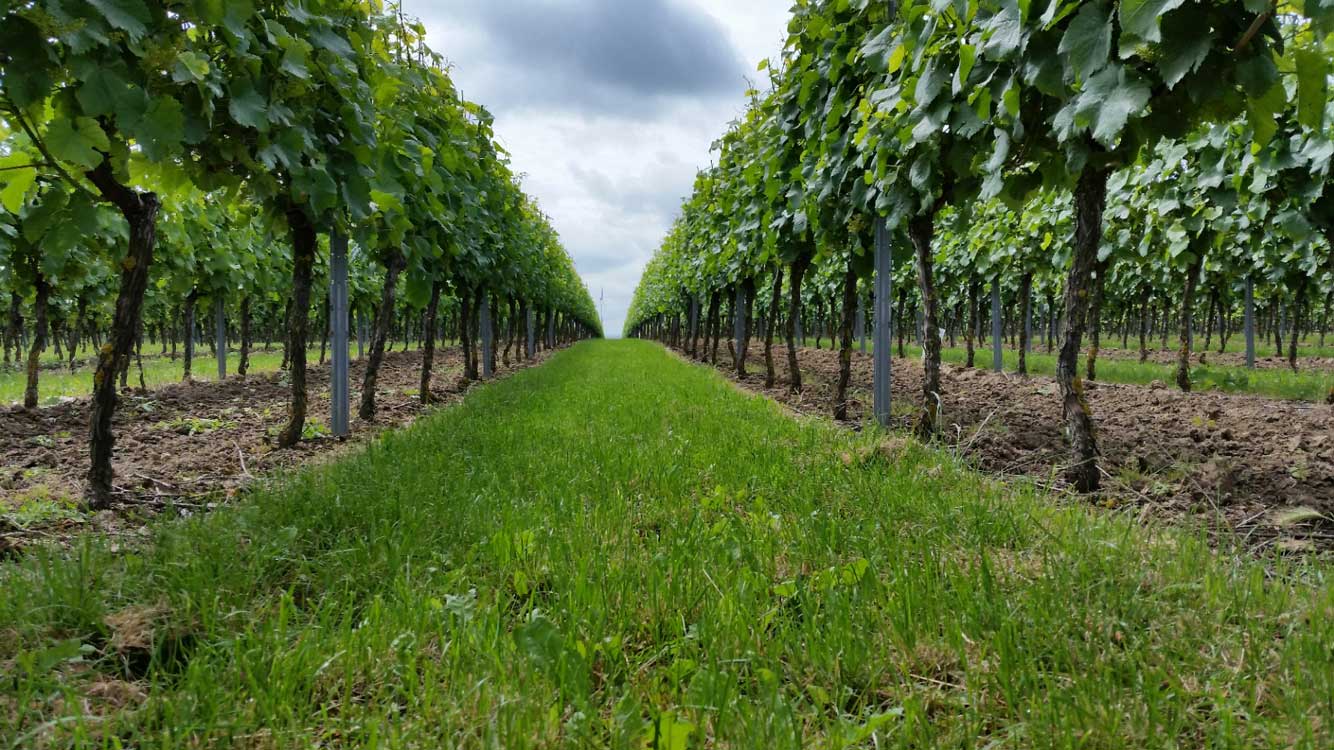 Weingut Walter - Wintersheim / Rheinhessen