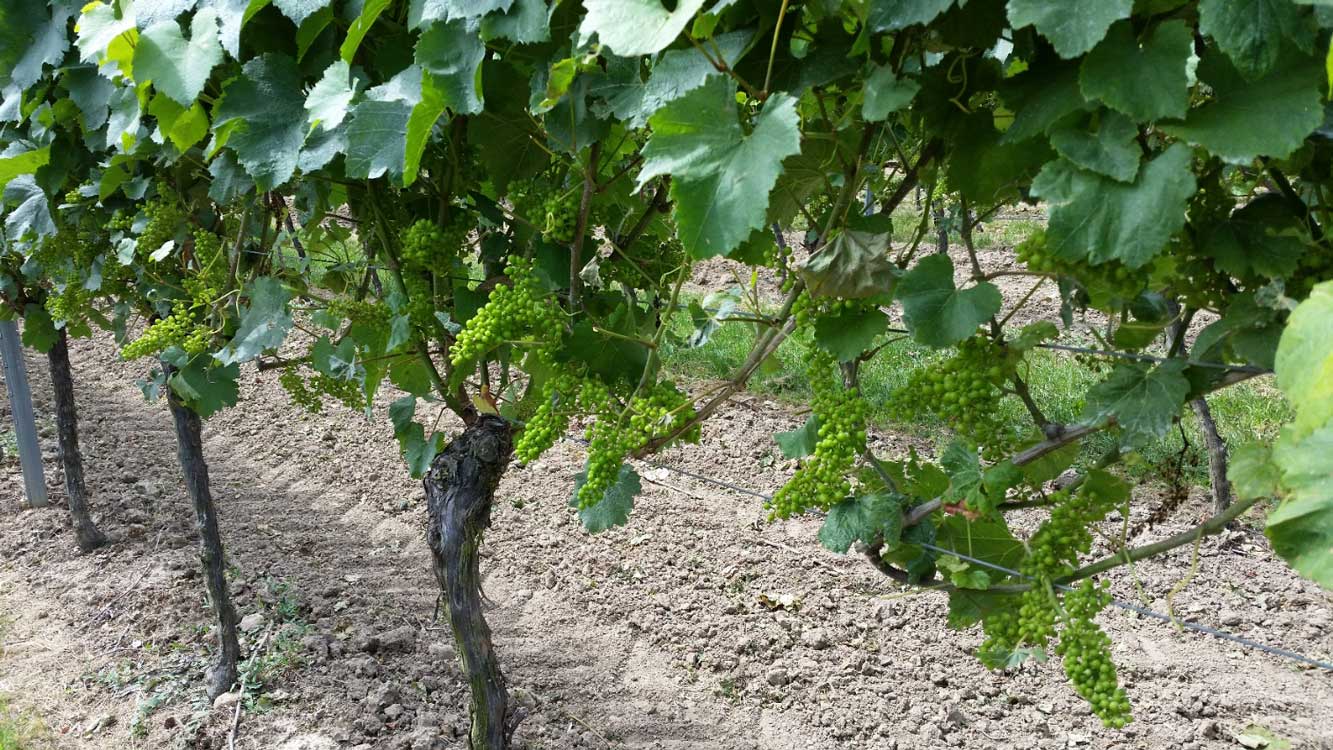 Weingut Walter - Wintersheim / Rheinhessen Weingut Walter - Wintersheim / Rheinhessen