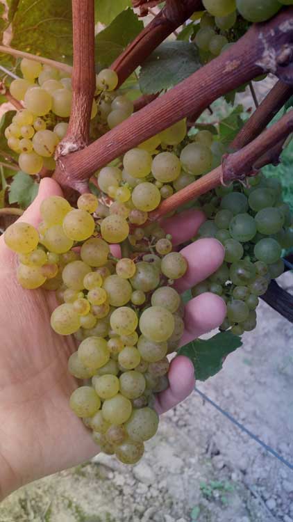 Weingut Walter - Wintersheim / Rheinhessen Weingut Walter - Wintersheim / Rheinhessen