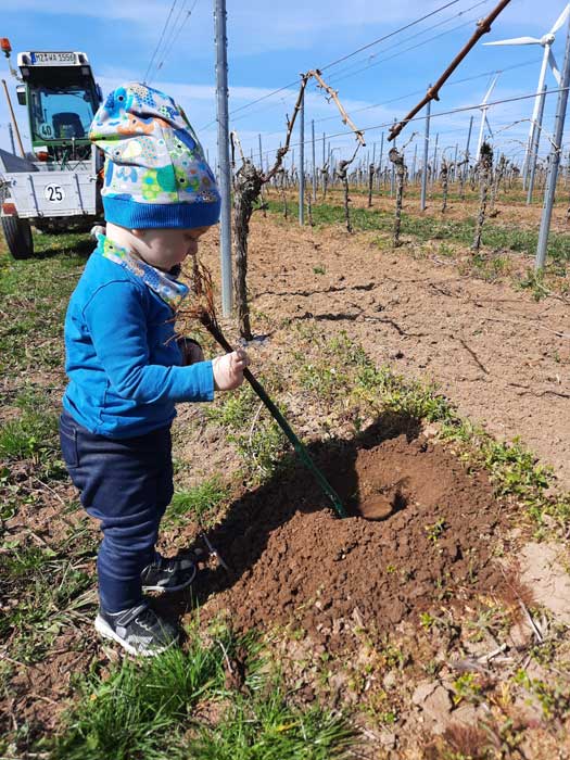 Weingut Walter - Wintersheim / Rheinhessen