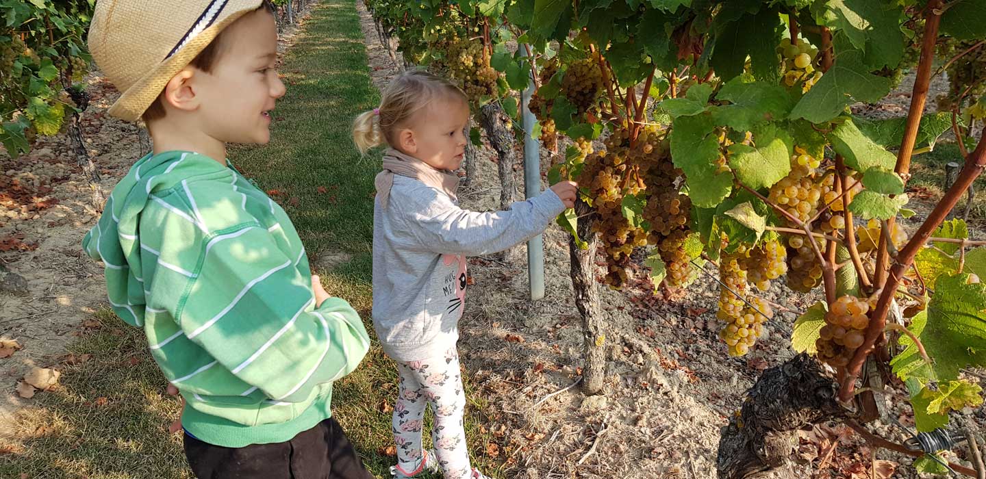 Weingut Walter - Wintersheim / Rheinhessen